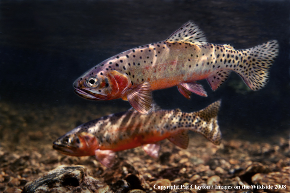 Cutthroat Trout