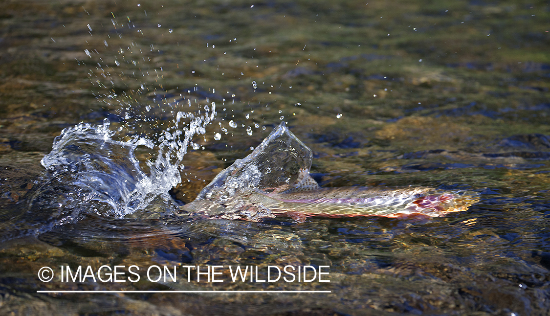 Golden Trout