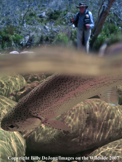 Underwater rainbow trout with flyfisherman above