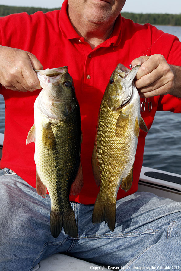 Fisherman with a smallmouth bass (right) and a largemouth bass (left).