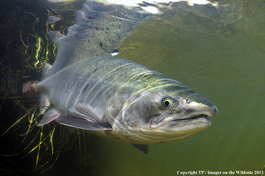 Alaskan silver salmon. 