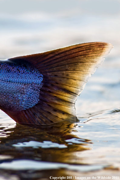 King Salmon tail. 