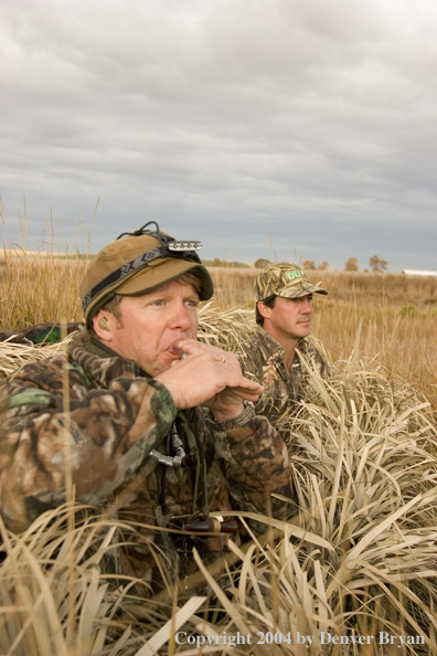 Hunter calling ducks from blind.