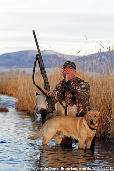 Duck hunter calling mallards with yellow labrador retriever. 