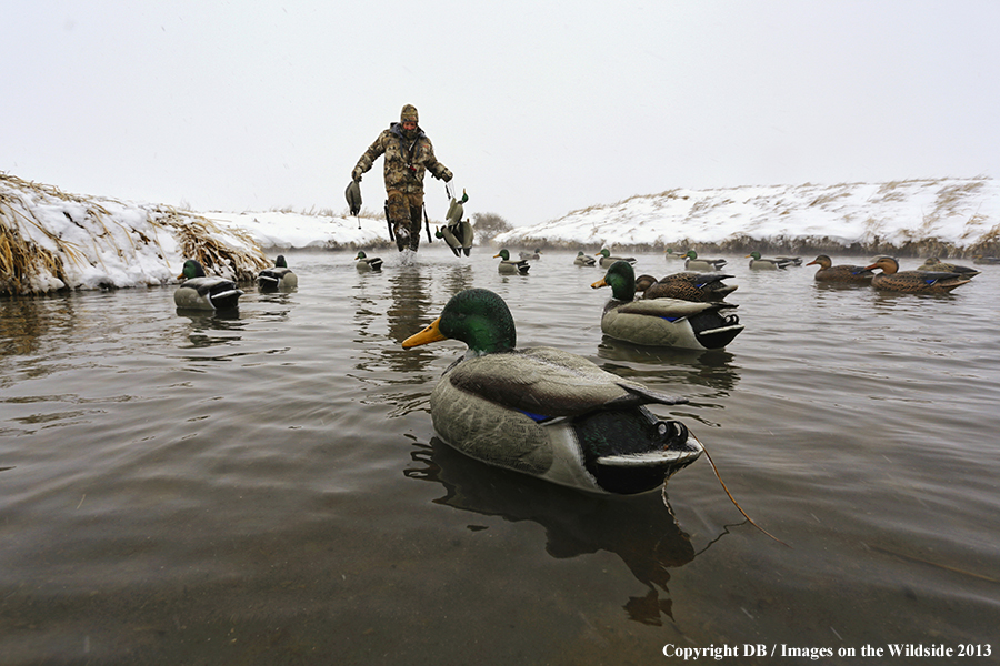 Waterfowl hunter setting decoys.