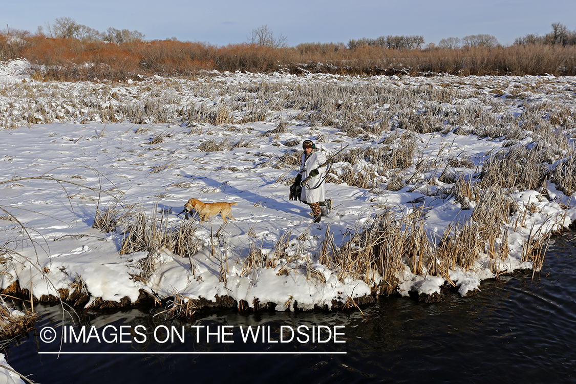 Waterfowl hunter and yellow labrador with bagged mallards in field.