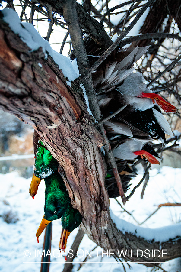 Bagged mallard ducks.