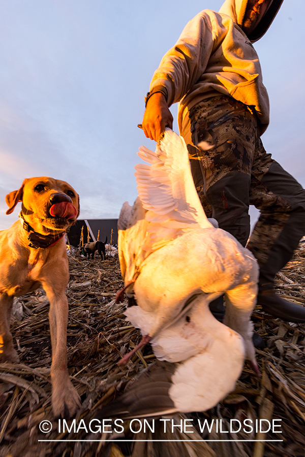 Hunter with bagged goose.
