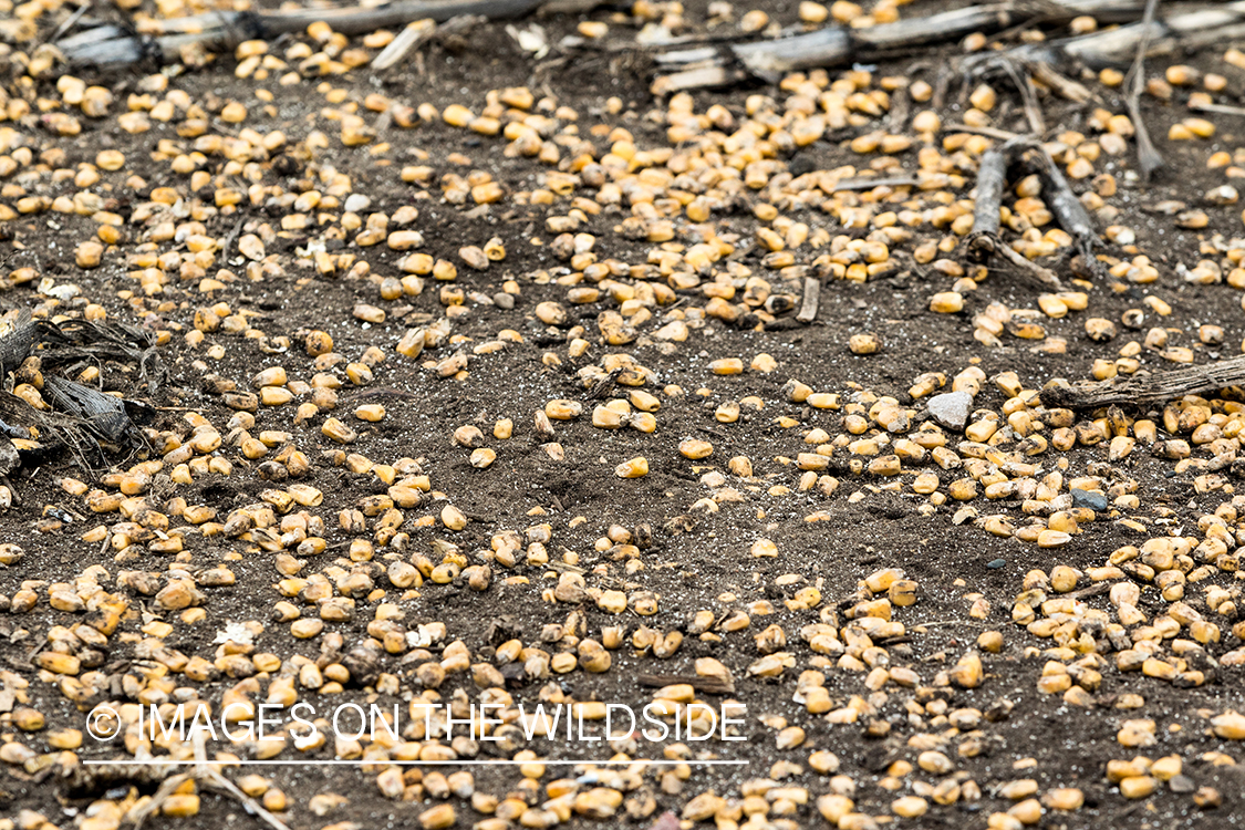 Corn kernels on ground.