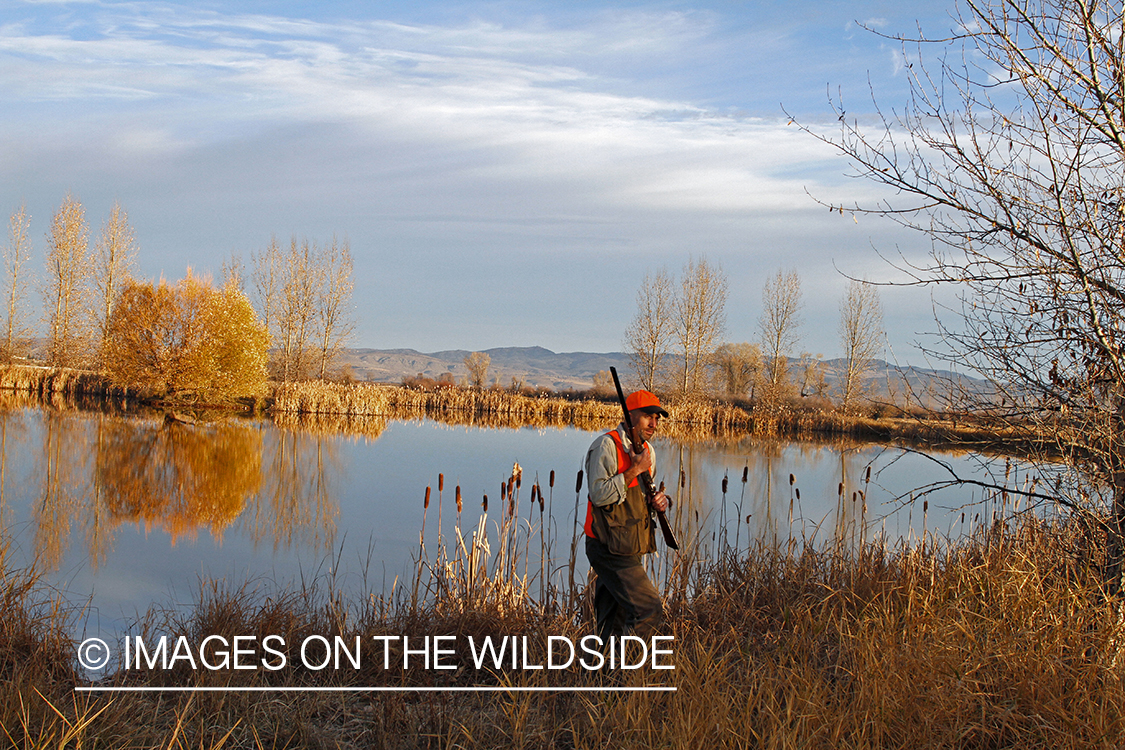 Upland game bird hunter in field.