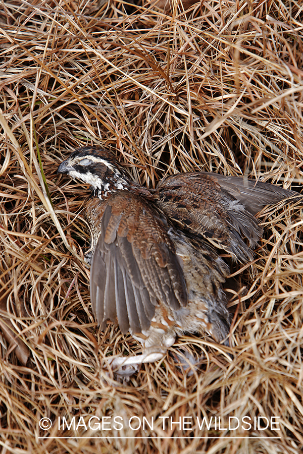 Bagged bobwhite quail.