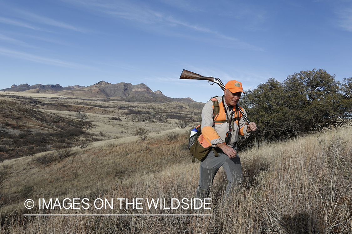 Mearns quail hunting.