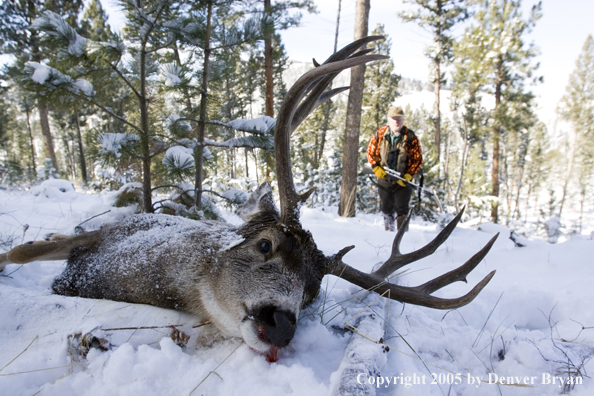 Mule deer hunter walking towards downed buck.