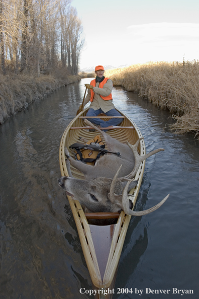 Woman big game hunter paddling canoe with bagged white-tailed deer in bow.