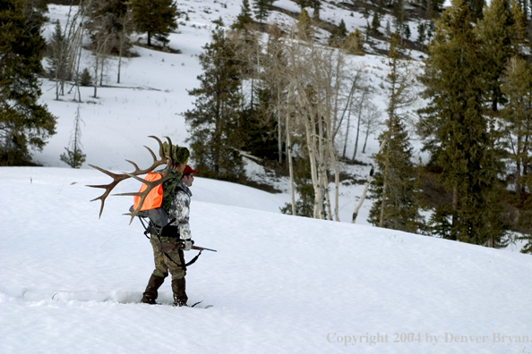 Big game hunter packing elk rack out on snowshoes.