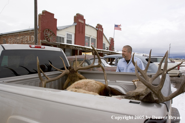 Man checking out field dressed bull elk and mule deer in back of truck.