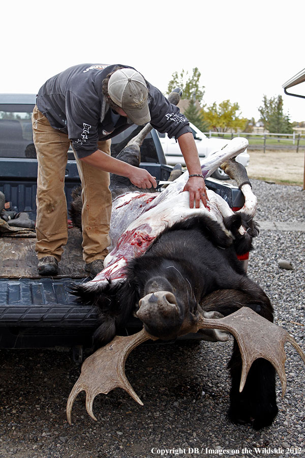 A person dressing a moose.