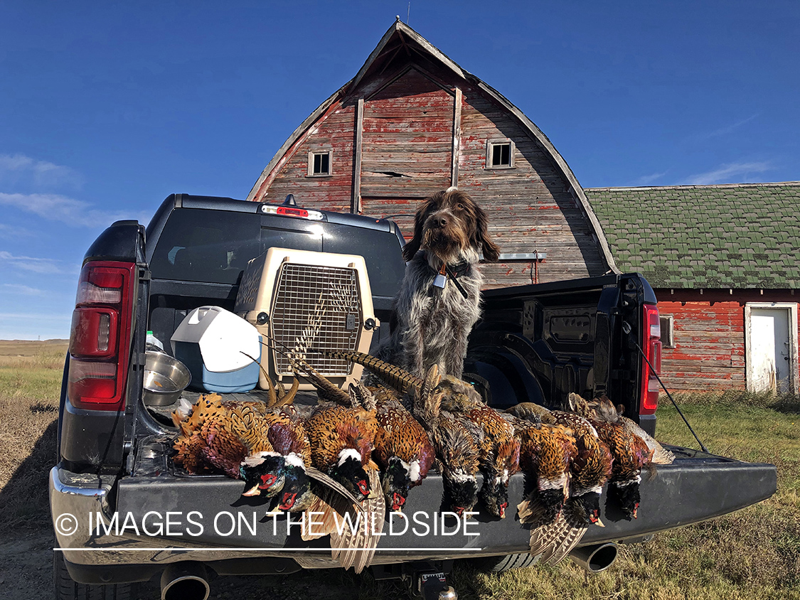 Wirehaired Pointing Griffon with bagged pheasant.