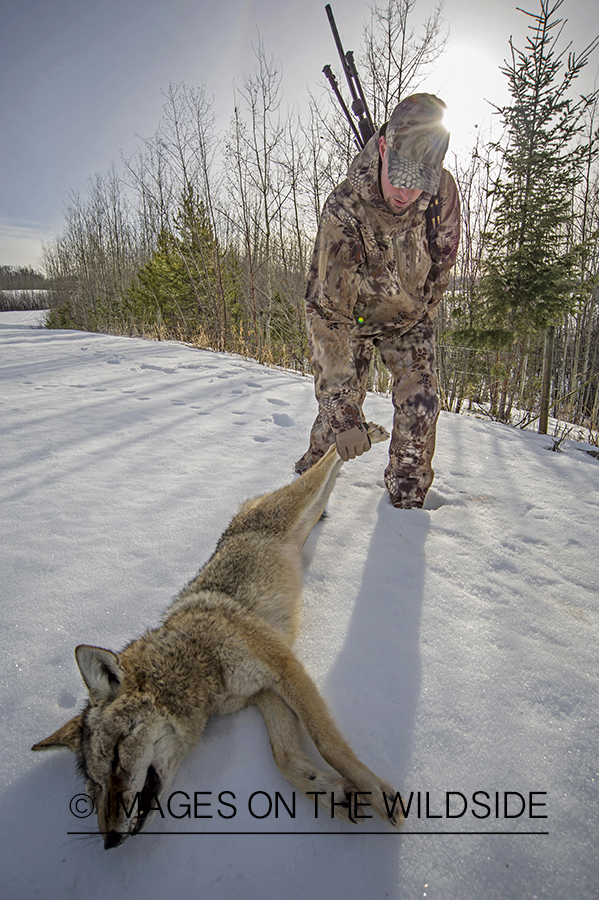 Predator hunter approaching downed coyote in snow covered field.