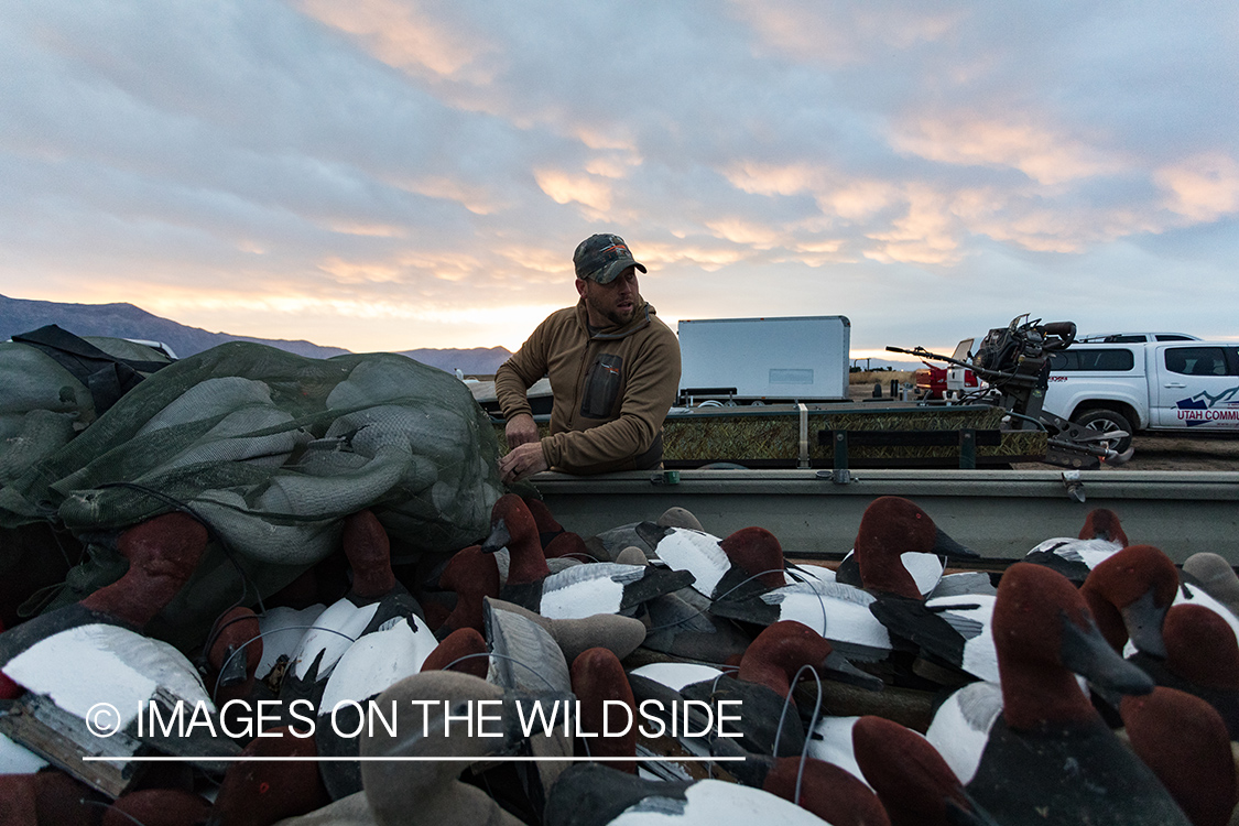 Hunting Tundra Swans and Ducks in Bear River region in Utah.