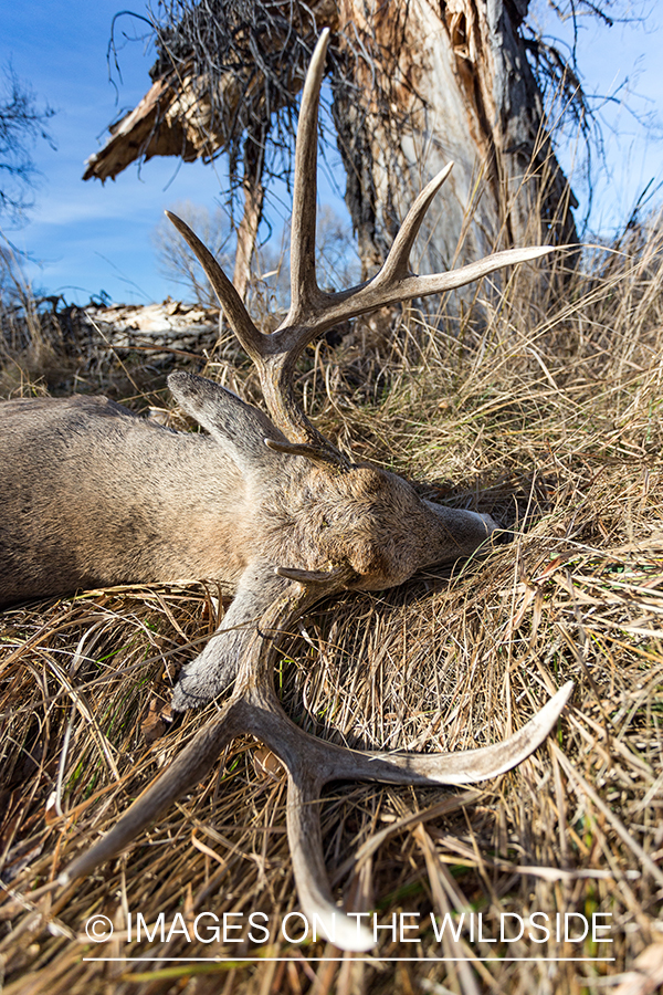 Bagged white-tailed buck in field.