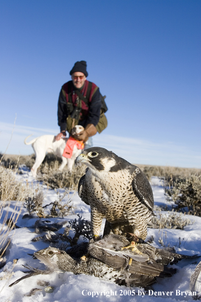 Peregrine falcon on sage grouse with falconer and English Pointer in background.