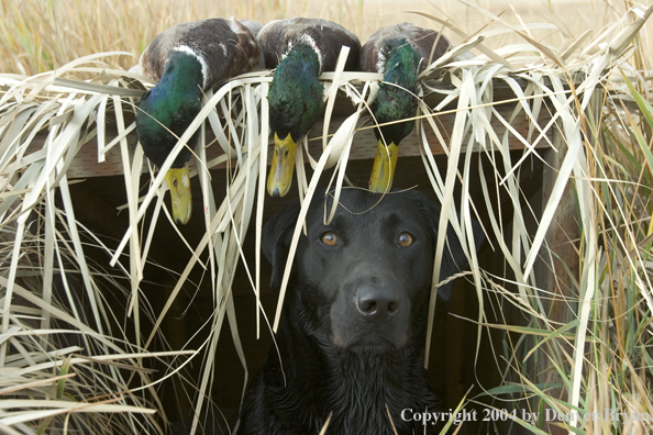 Black labrador retriever in blind with bagged mallards.