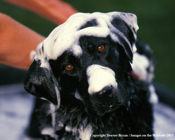 Black Labrador Retriever getting a bath