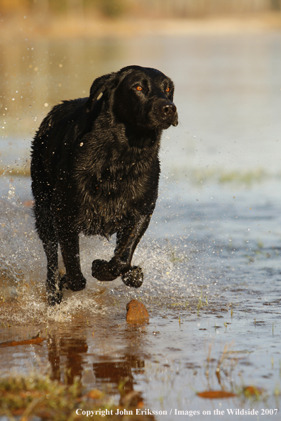 Black Labrador Retriever in field