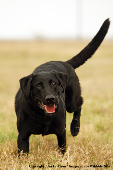 Black Labrador Retriever in field