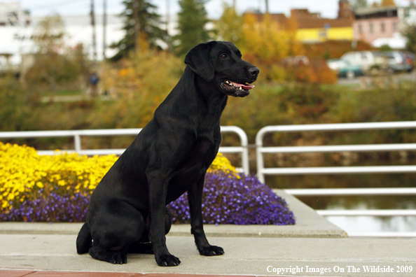 Black Labrador Retriever