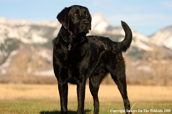 Black Labrador Retriever in field