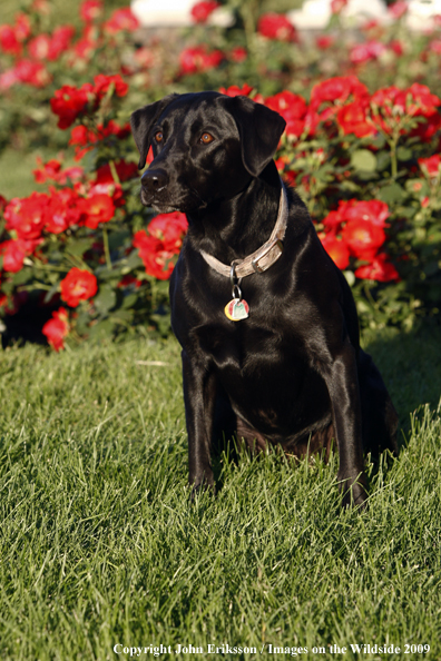 Black Labrador Retriever in yard