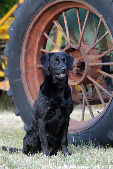 Black Labrador Retriever.