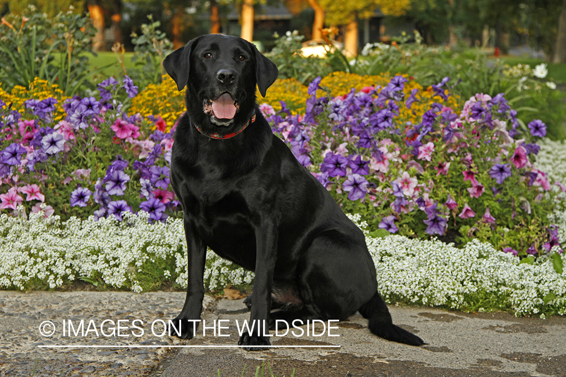 Black Labrador Retriever