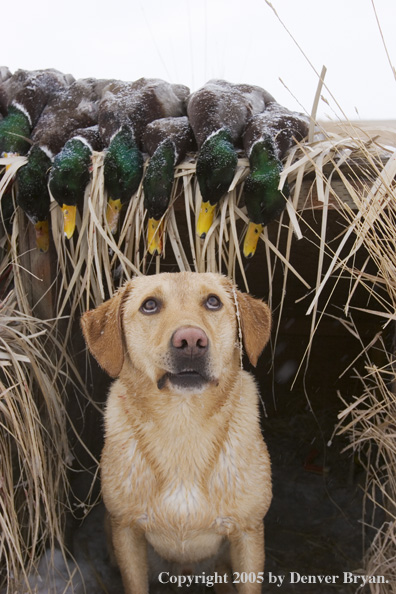 Yellow Labrador Retriever in blind with bagged ducks.