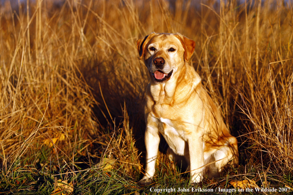 Yellow Labrador Retriever in field