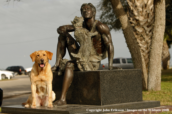 Yellow Labrador Retriever 