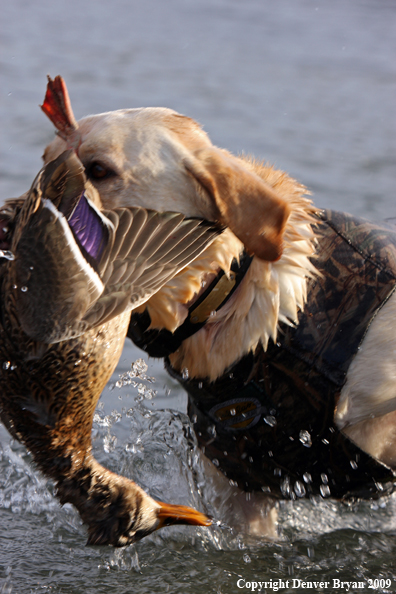 Labrador Retriever with Duck