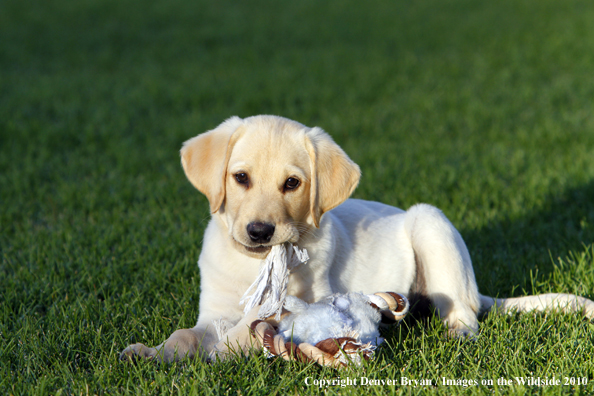 Yellow Labrador Retriever Puppy with toy