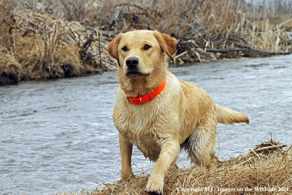 Yellow Labrador Retriever with stick