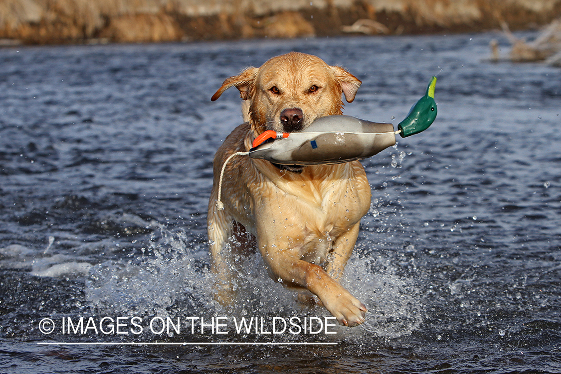 Yellow Labrador Retriever training with duck decoy. 