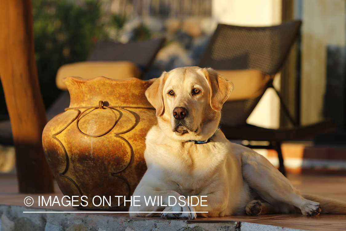 Yellow lab on deck.