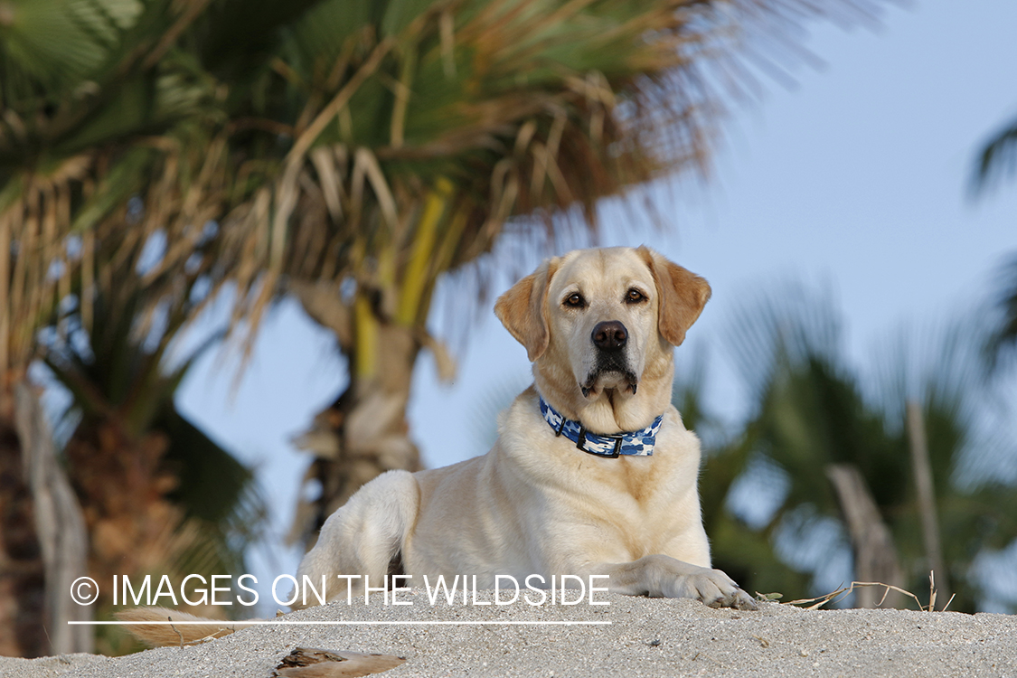 Yellow lab laying in sand.