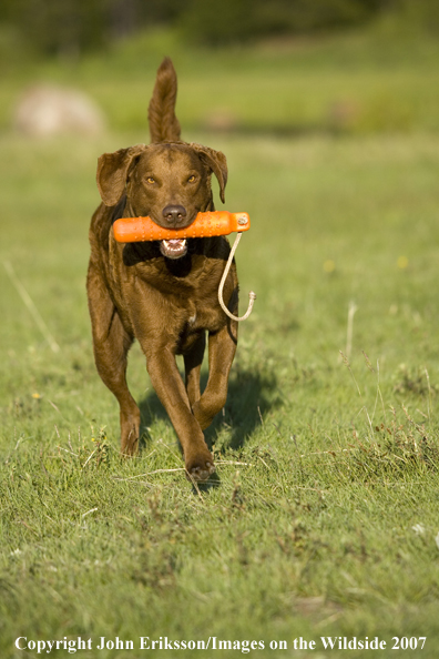 Chesapeake Bay Retriever