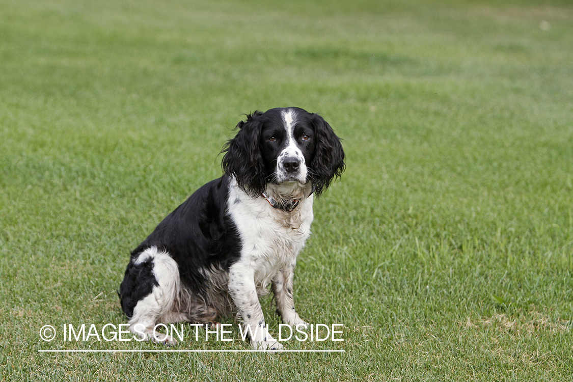 English Springer Spaniel