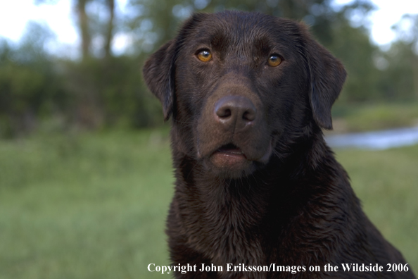 Chocolate Labrador Retriever