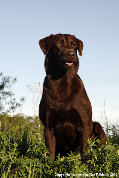 Chocolate Labrador Retriever in field