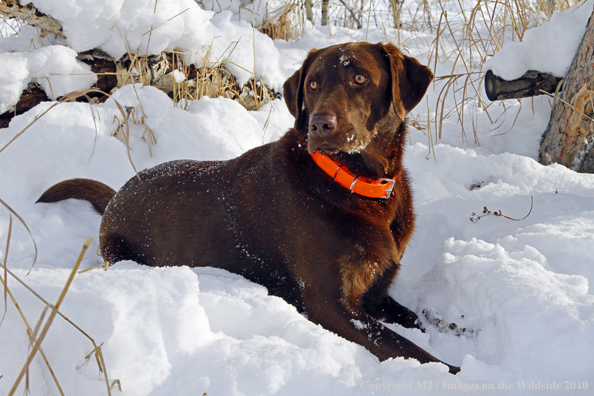 Chocolate Labrador Retriever