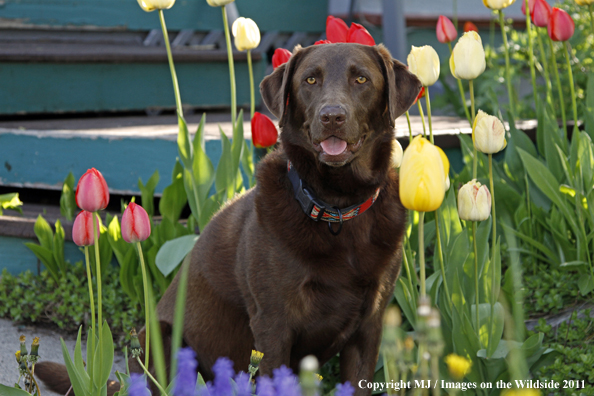 Chocolate Labrador Retriever.